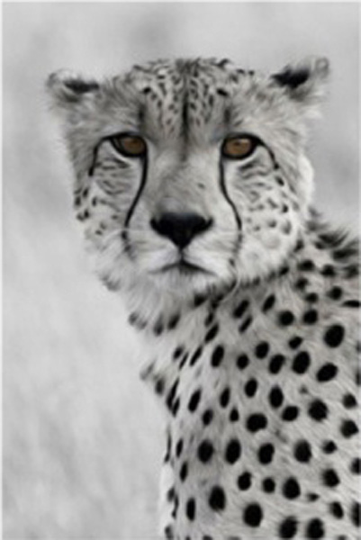 DE002 Wall décor art photographic on canvas wildlife cheetah black & white